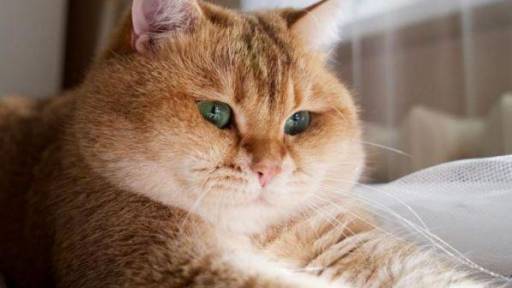 I lë pasurinë shoqes me kusht që të kujdeset për macen e saj