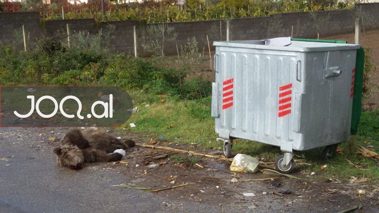 Gjendet në anë të rrugës ariu i vrarë dhe i gjakosur (FOTO)