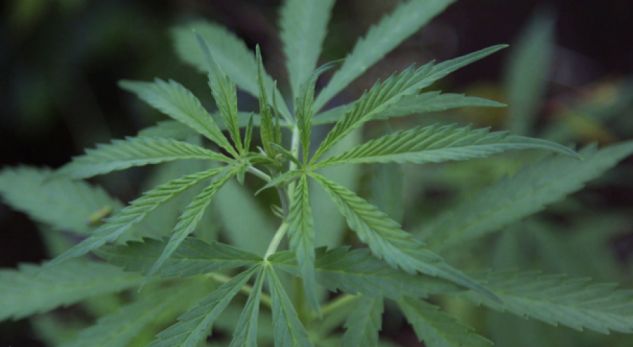 Televizioni gjerman: Shqipëria, vendi ku kanabisi dhe krimi lulëzojnë