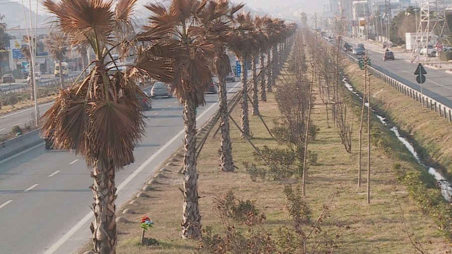 Palmat  e autostradës Tiranë-Durrës zëvëndësohen me pisha, kosto 2.5 mln euro