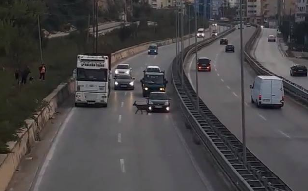 Sot te Shkëmbi i Kavajës, dy ‘çmenduri’ në një video!