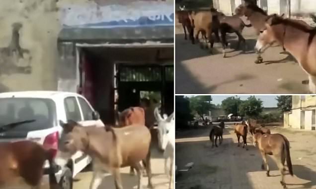 VIDEO/ Arrestohen 8 gomerë, shkatërruan disa bimë të shtrenjta