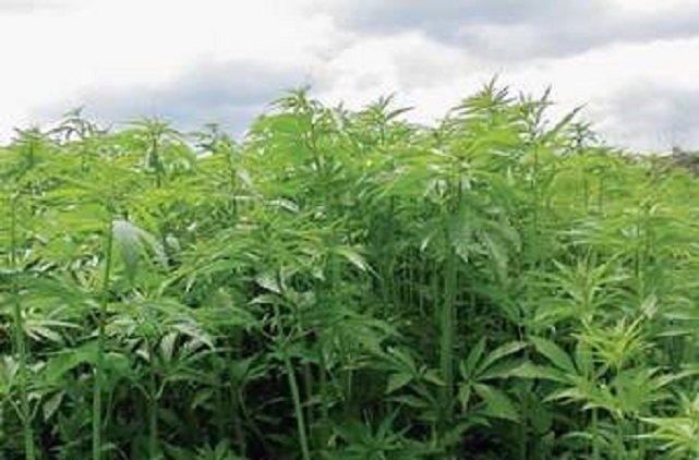 Fermë kanabisi në Durrës, italianët japin alarmin: Europa para një cunami me drogë nga Shqipëria