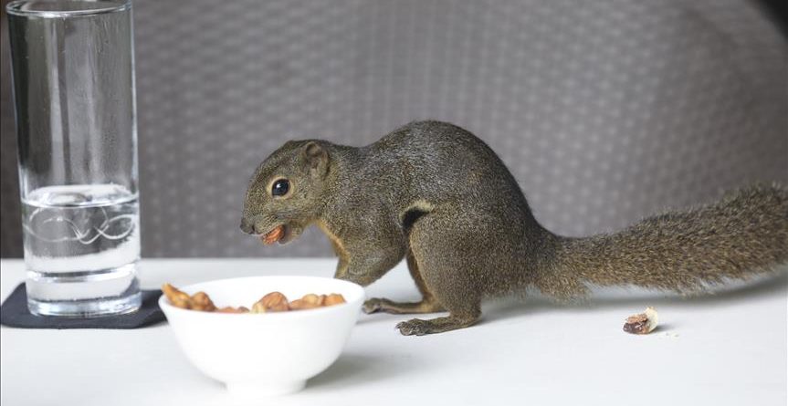 Mysafiri i veçantë