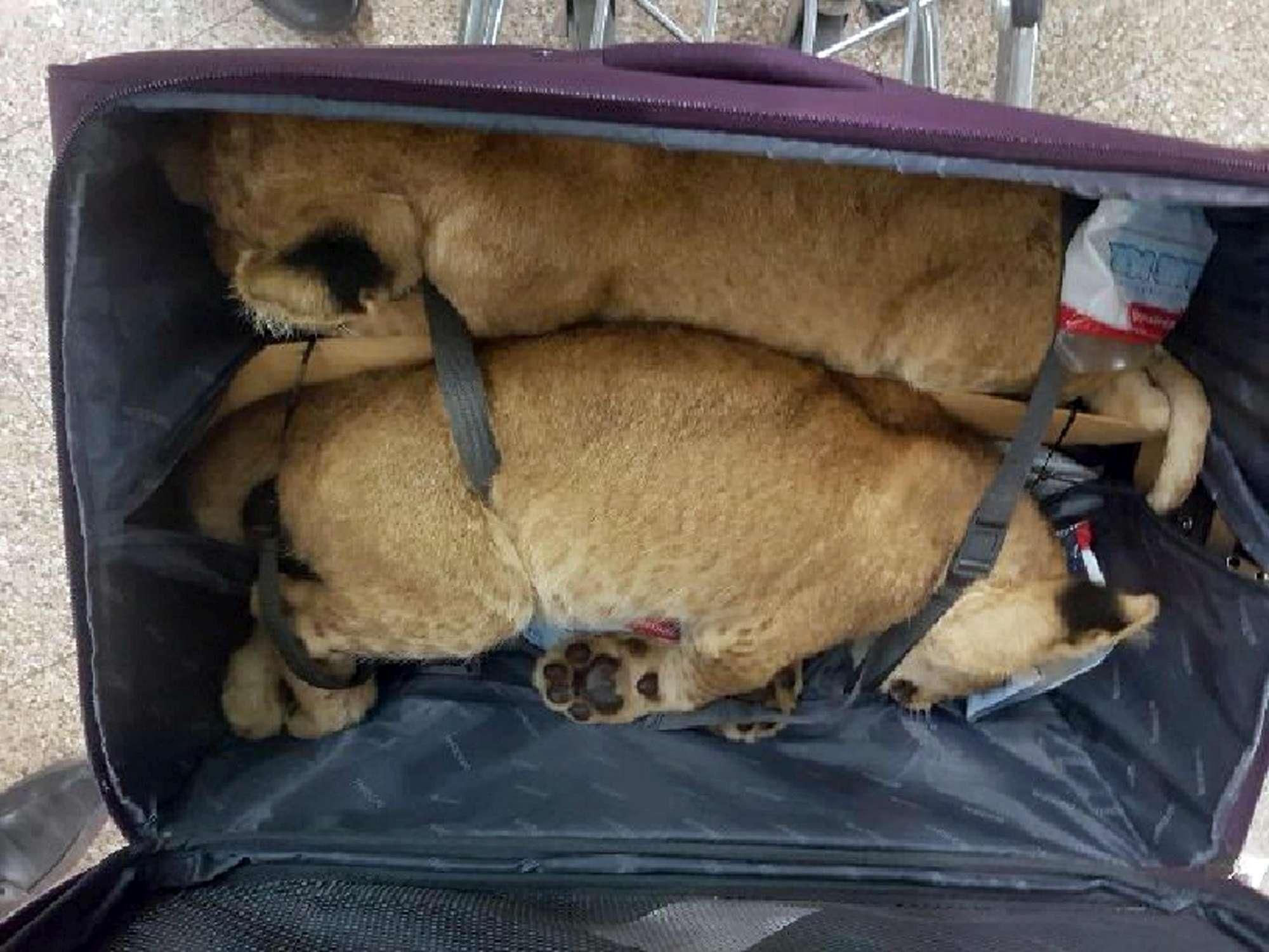 Kapen në aeroport dy luanë të “droguar” në valixhe