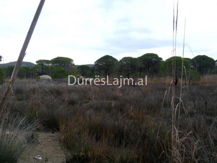 FOTO/ 40 persona me hunj në krahë ‘uzurpojnë’ tokën e resortit 180 mln euro në Gjirin e Lalzit, bëjnë rrethim të ri