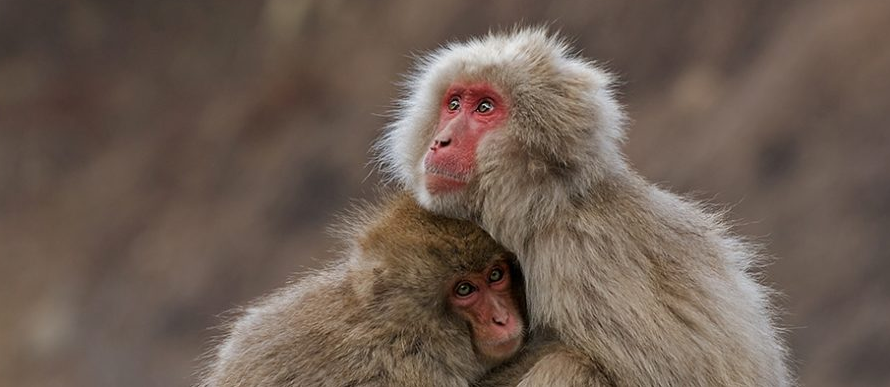 Është shkencore: Përkëdhelja ta zbut shpirtin!