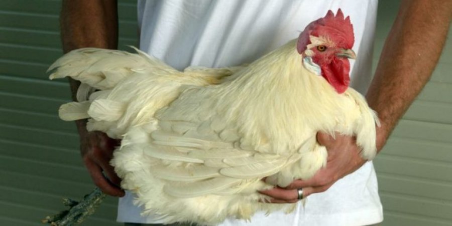 Pse kjo është pula më e shtrenjtë në botë?