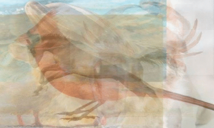 Më thuaj cilën kafshë pe të parën, të të them çfarë njeriu je!