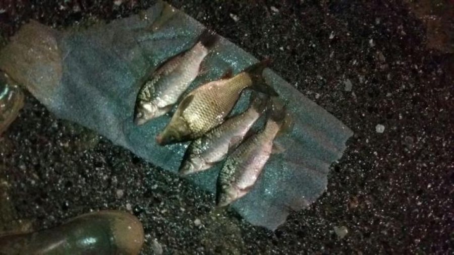 FOTO/ Shpërthimi i peshqve në Tiranë-Durrës, kush gënjeu për hapjen e portave të rezervuarit?