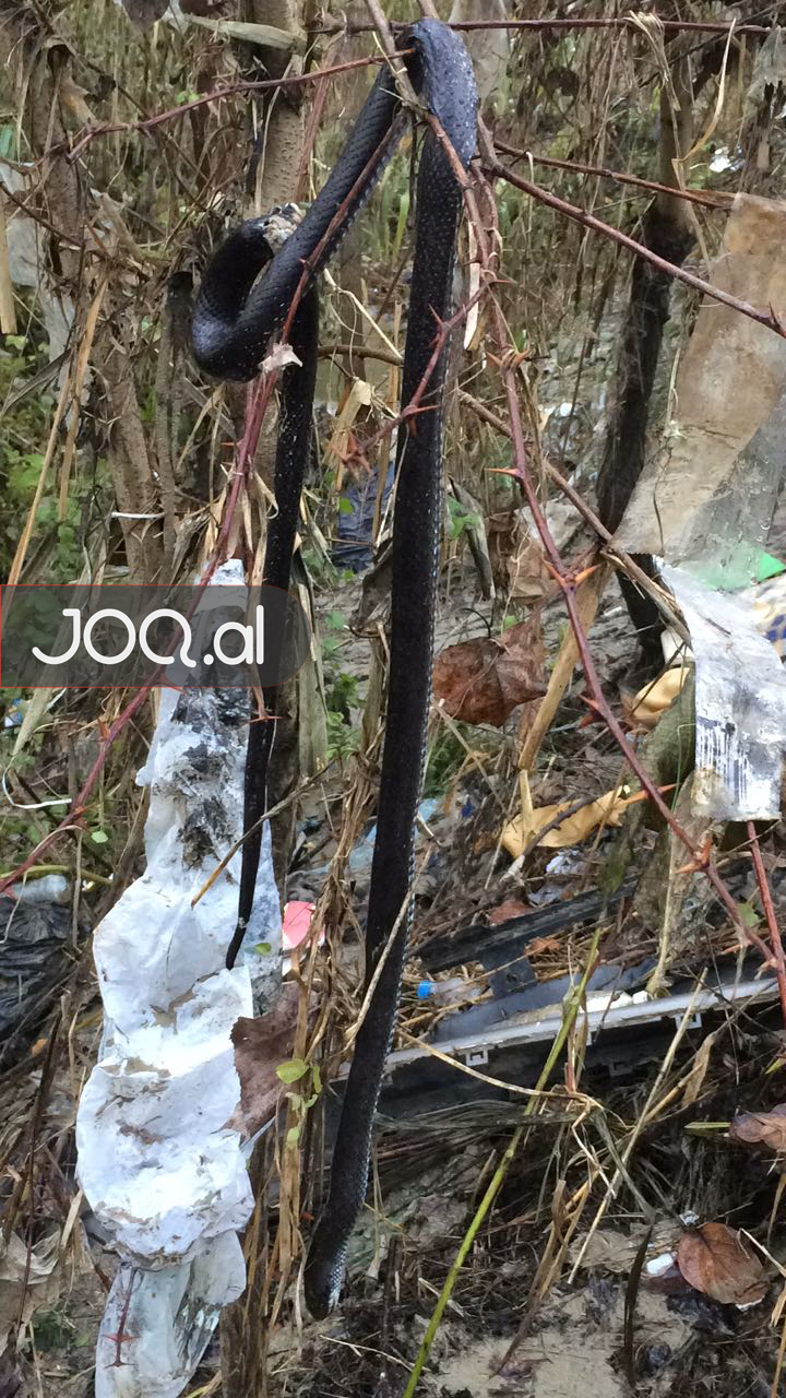 Përmbytja sjell gjarprin 2 metra në Fushë-Krujë, tmerrohen banorët (FOTO)