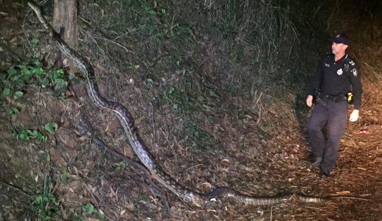Polici dhe gjarpri, e dini cili kalon i pari?