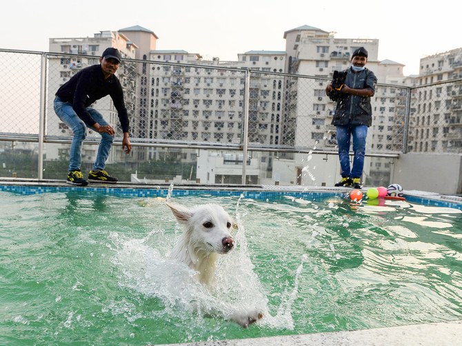 Pishina e masazhe relaksuese, njihuni me hotelin e parë për qentë (FOTO)