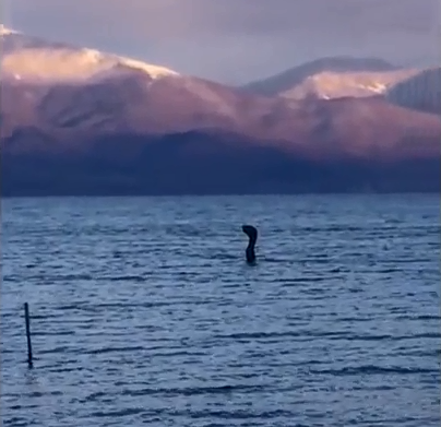 Misteri i frikshëm në liqenin shqiptar, filmohet krijesa gjigande! (VIDEO)