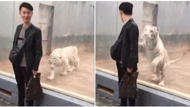 Shkon të bëjë foto, tigri i bardhë sulmon me shpejtësi të frikshme vizitorin (VIDEO)