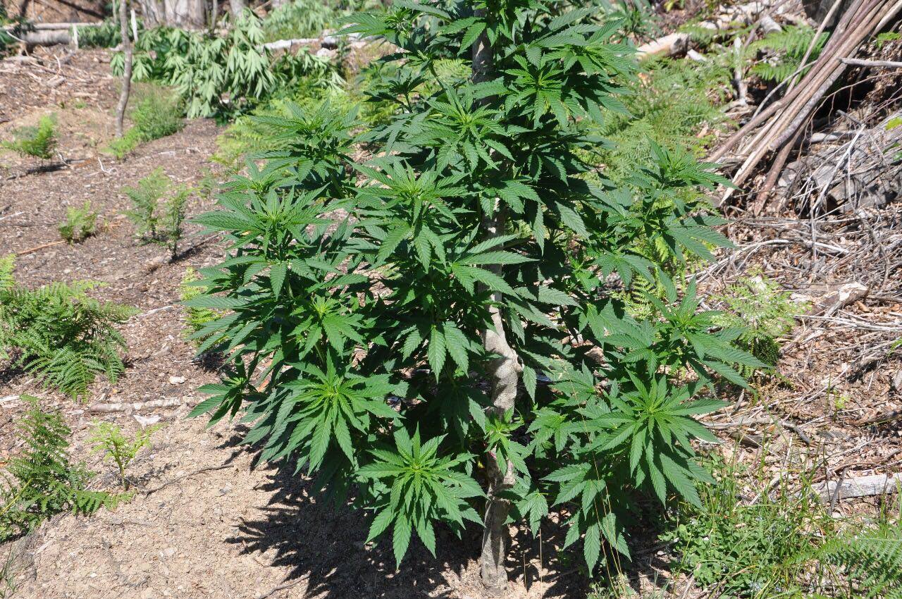 Çfarë ka ndodhur me çmimin e kanabisit në Shqipëri, si ka ndryshuar vitet e fundit