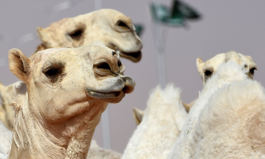 Përdorën botoks, përjashtohen nga konkursi i bukurisë 12 deve (FOTO)