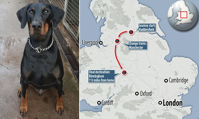 Qeni udhëton 180 km për të gjetur pronarin e tij