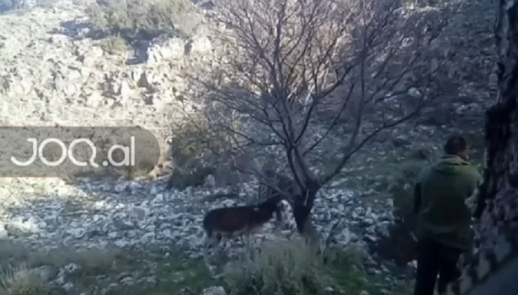 “Po pse t’u thaftë dora, të hëngërt mortja”, shpërthen ambientalisti pas vrasjes së gomarit