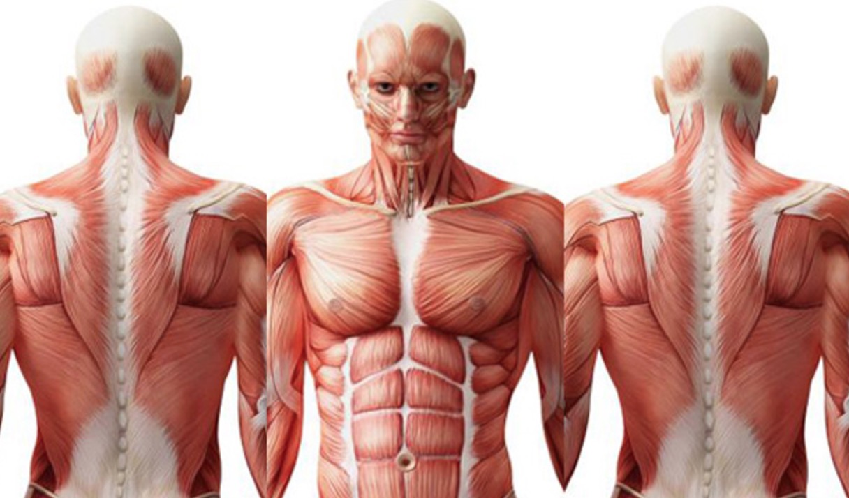 10 fakte interesante që si kemi ditur për trupin tonë