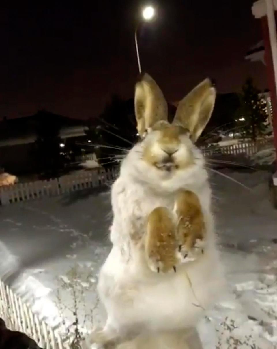 Qeni dhe lepuri ngrijnë në temperaturat -56C