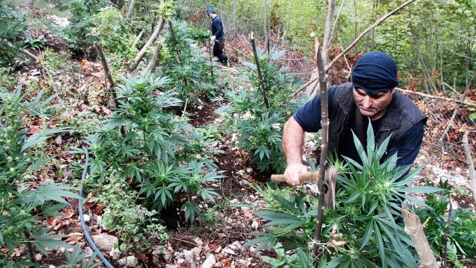 Si e kthyen kriminelët Shqipërinë në një shtet të prodhimit të kanabisit