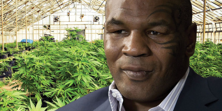 Mike Tyson bëhet kultivues i marijuanës në Kaliforni