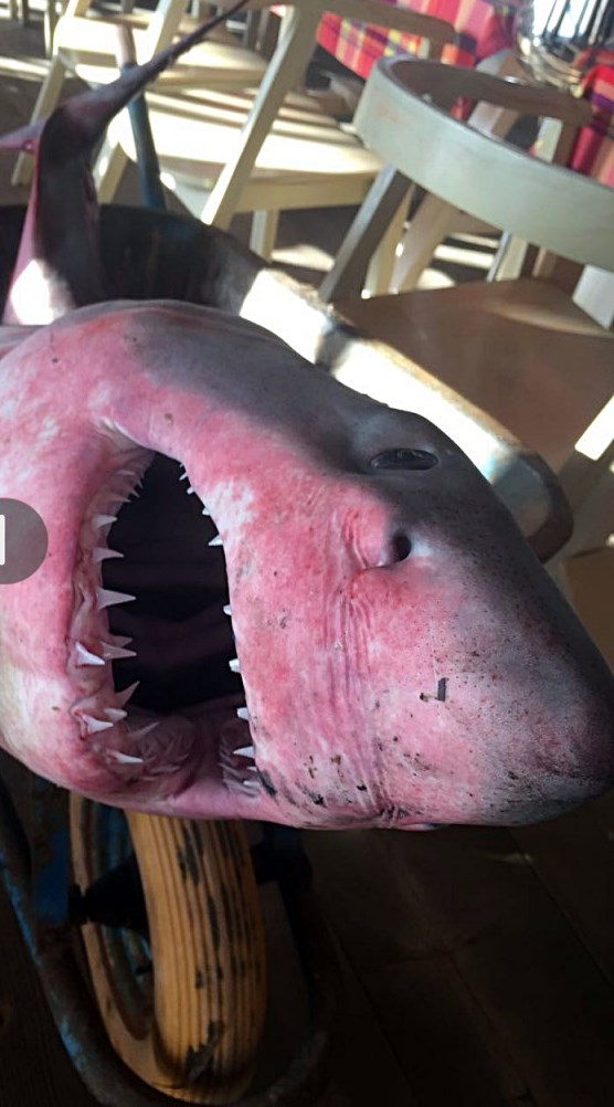 Durrës, kishin dalë për peshk, kapin peshkaqenin e bardhë (FOTO)