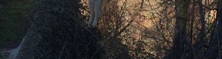 Tjetër mizori shqiptarësh, qeni masakrohet dhe varet në pemë (Pamje të rënda)