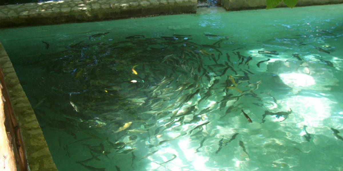 Shkon te vaskat e peshkut, rrëzohet dhe vdes 53-vjeçari