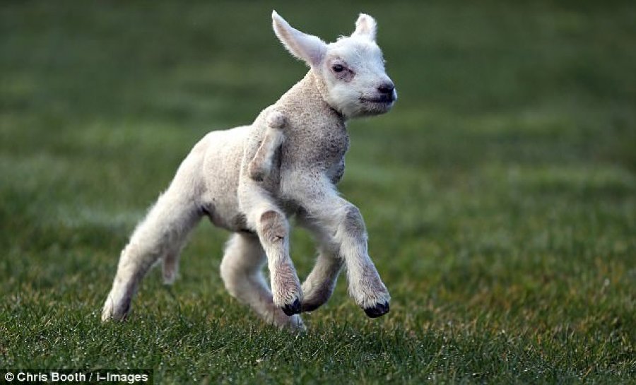 FOTO/ Lind qingji me 5 këmbë