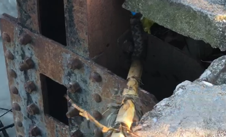 Banorëve iu shtohet një tjetër hall, nga përmbytjet u dalin edhe gjarpërinj (Video)