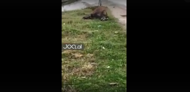 Kali i ngordhur hidhet në mes të rrugës në Durrës, pamja tmerron kalimtarët