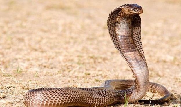 Hëngrën lopën e mbytur nga kobra, 60 njerëz përfundojnë në spital