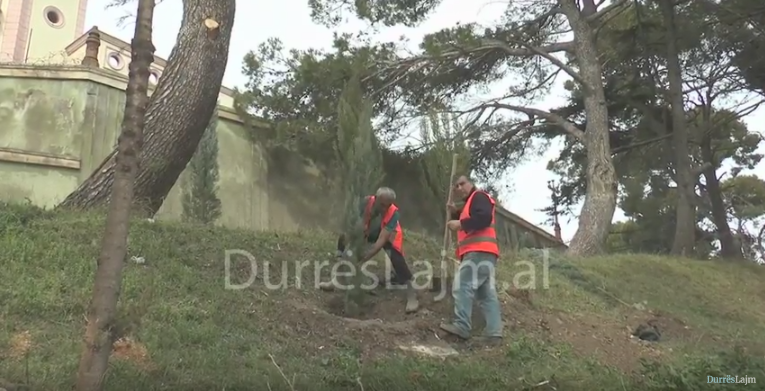 Kodër Vilë, mbillen 170 pisha. Përfundon faza e parë e pyllëzimit (VIDEO)