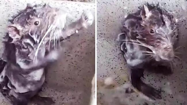 E vërteta e “miut duke bërë dush”, nuk është ashtu siç mendoni ju