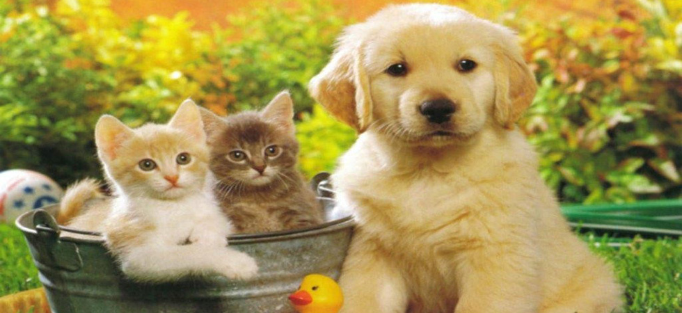 Zyrtare/ Kafshët kurojnë sëmundjet mendore