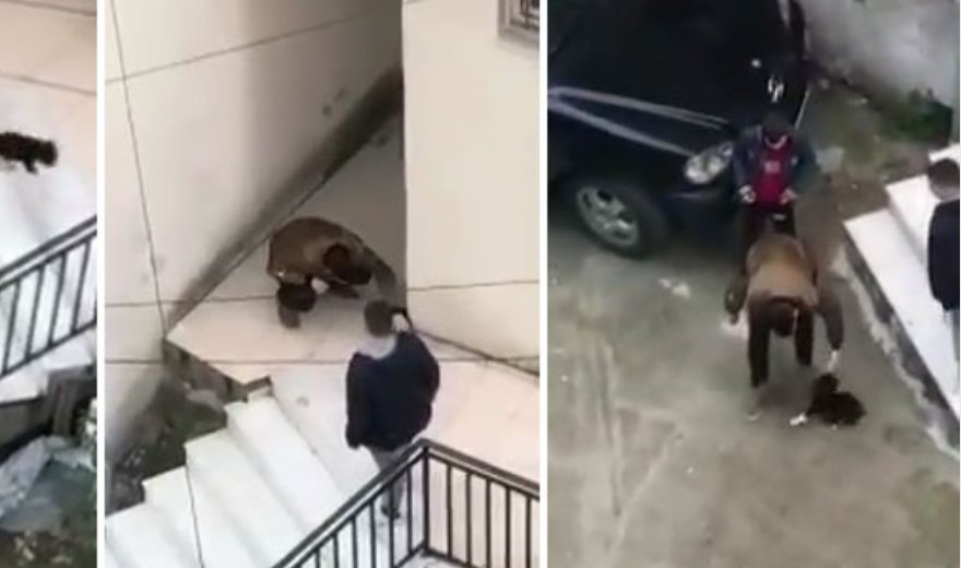 VIDEO/ E hedhin si të ishte top, të rinjtë në Durrës torturojnë qenin