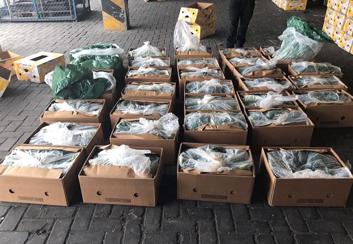 Kokaina e kapur në Durrës/ Mediat meksikane: I përket kartelit më të frikshëm në…