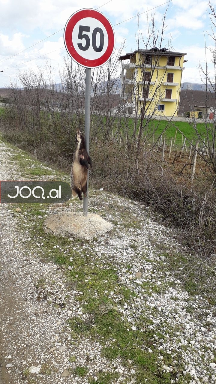 Tmerr në rrugë, varin kafshën tek tabela e shpejtësisë (FOTO)