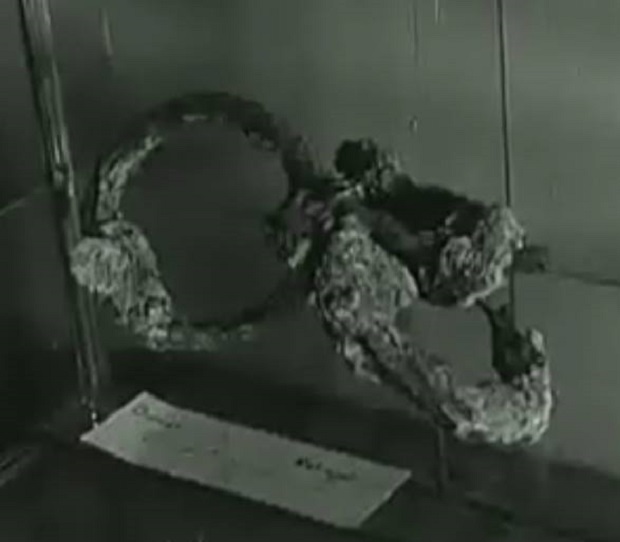 Gazetari i njohur durrsak kujton mikun e vrarë: Askush nuk u kujtua ta nderojë