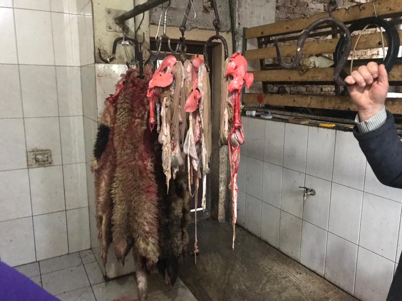 VIDEO/ Bllokohet thertorja në Durrës dhe pronari merr gjobë, tregtonte mish jashtë çdo standardi