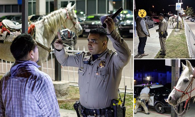 I dehur me kalë, policia arreston 29-vjeçarin