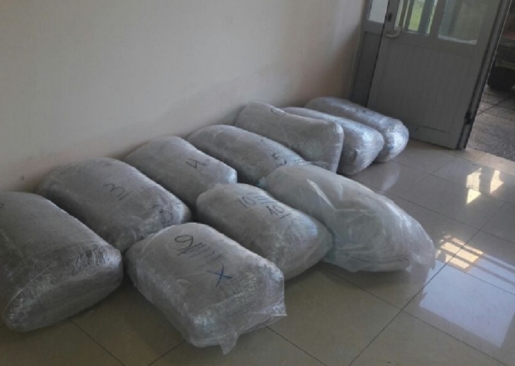 Sekuestrohet sasi e madhe kanabisi