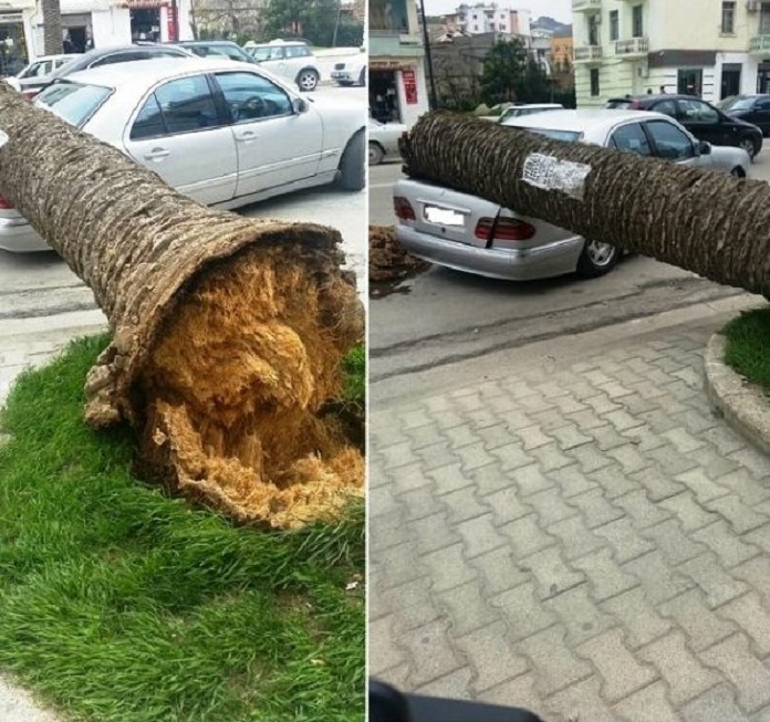 Era e fortë shkul palmën, zë poshtë makinën (FOTO)