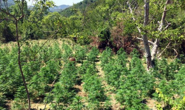 Raporti i Kontrollit të Narkotikëve: Shqipëria furnizuesi kryesor me kanabis i vendeve Evropiane