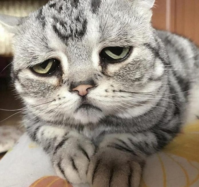 Njihuni me macen më të pikëlluar në botë (FOTO)