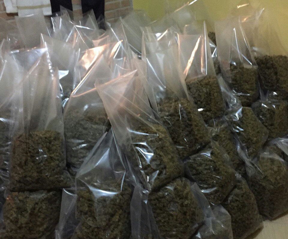 Sekuestrohet mbi gjysmë ton kanabisi, pronarin e spiunuan