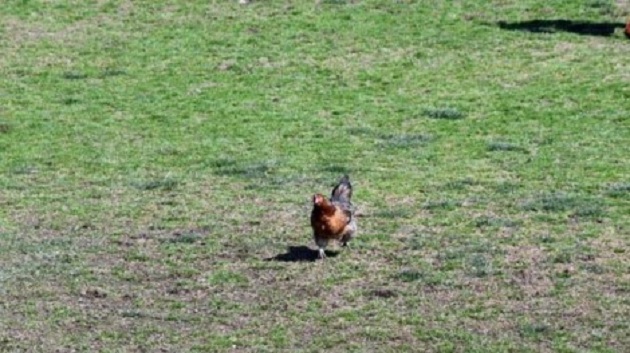Një mysafir i paftuar bëhet protagonist, pula ndërpret ndeshjen e futbollit