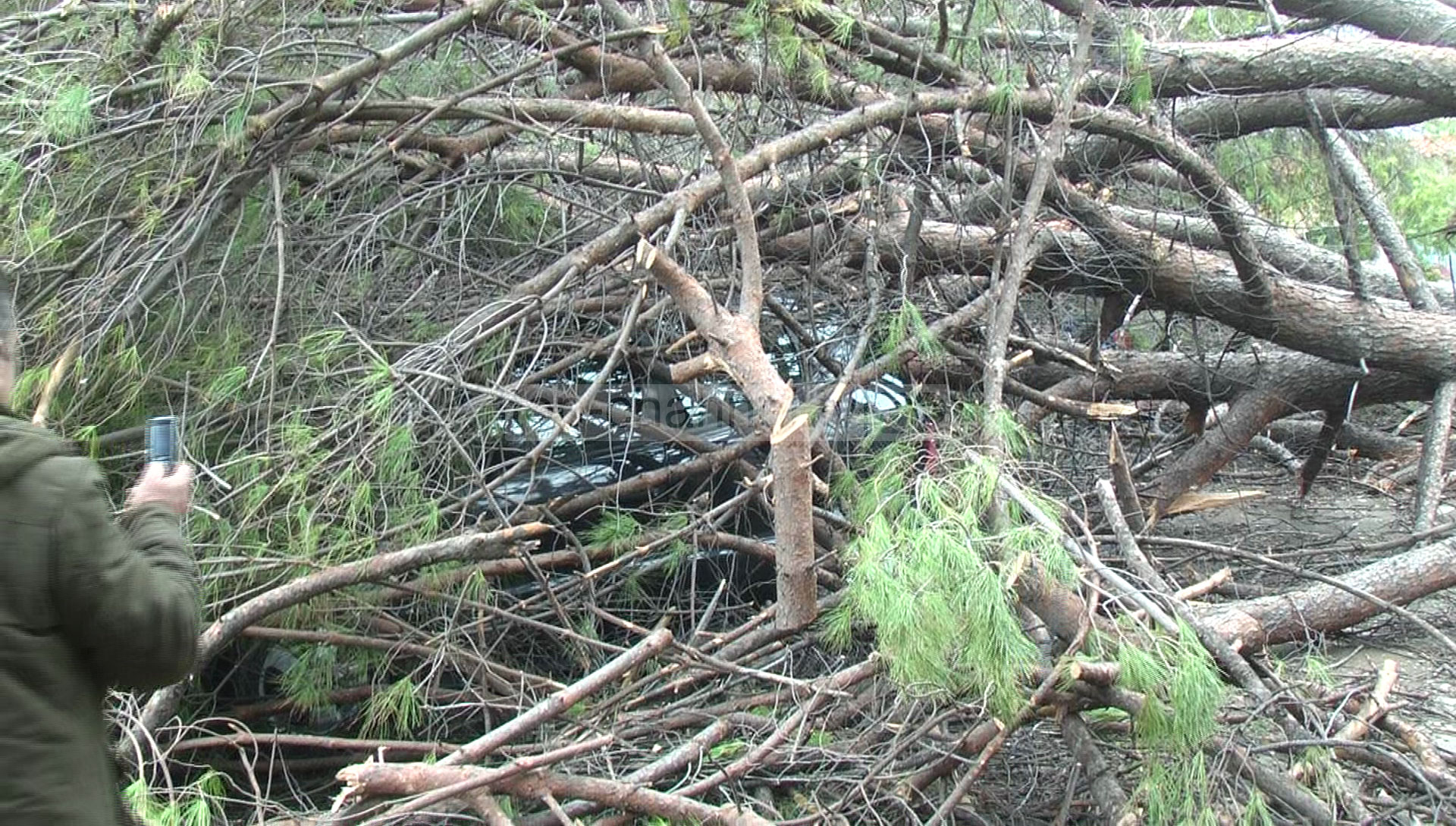 Rrëzohet pema, zë poshtë 3 automjete (FOTO)